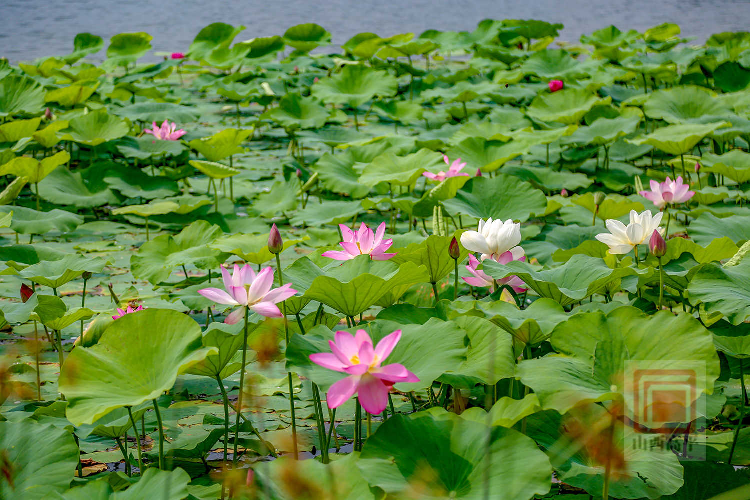 夏荷满湖畔 来釜山邂逅夏日诗意浪漫